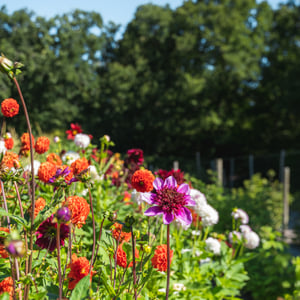 bloemen hoftuin-1-2